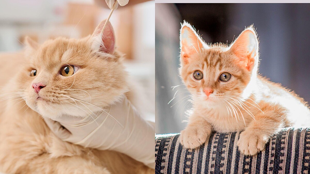 【毛孩研究室】終結清耳朵惡夢！教你用「減敏訓練」讓貓咪乖乖清耳、點耳藥