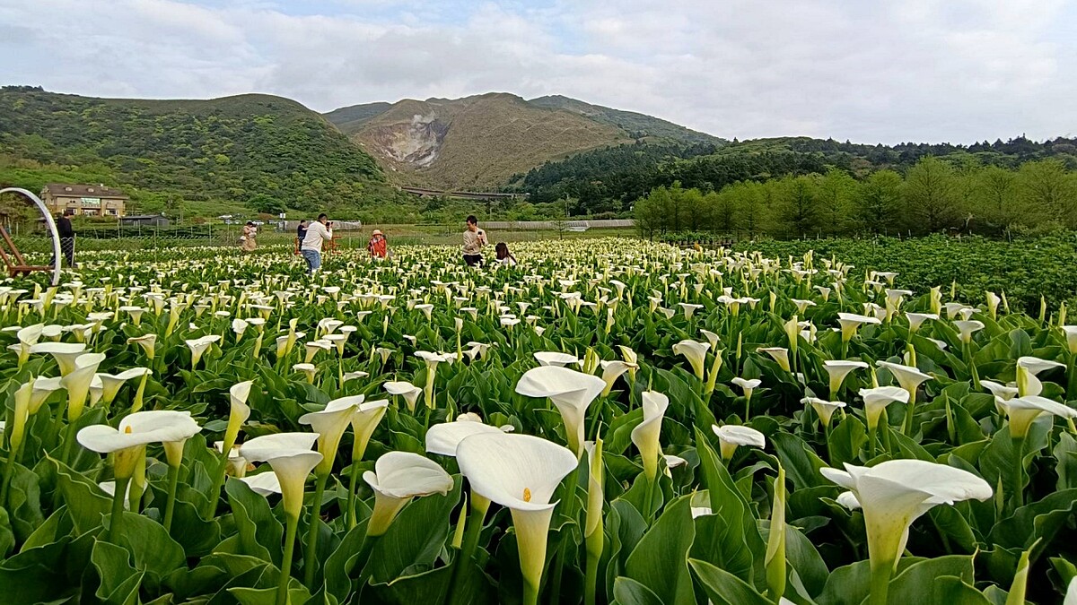 2026竹子湖海芋季夢幻來襲！12處地景亮點、交通管制、採花秘訣全攻略