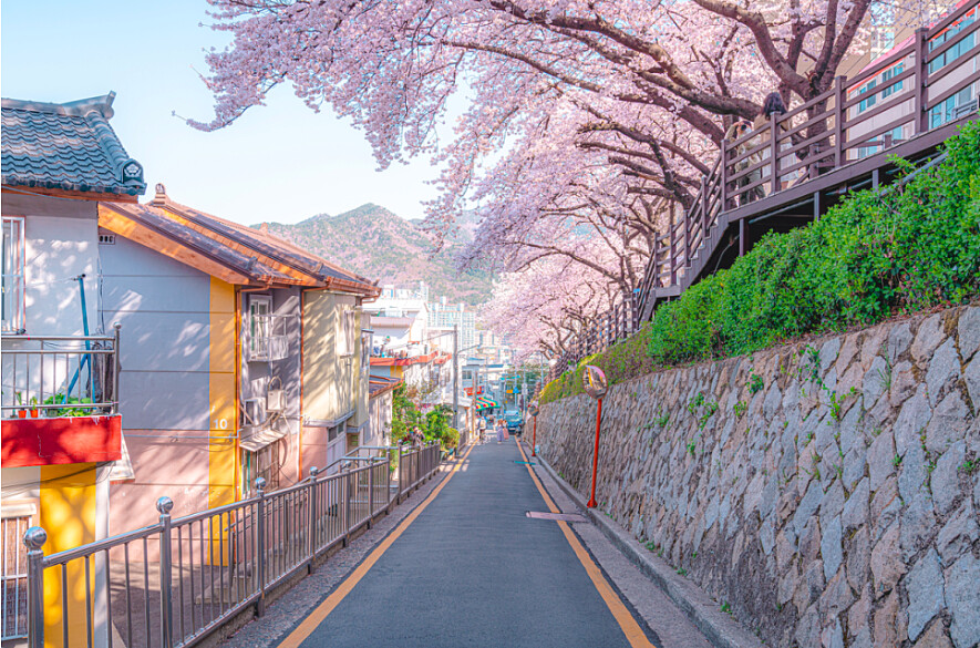 開琴櫻花路(Photo/釜山觀光公社)