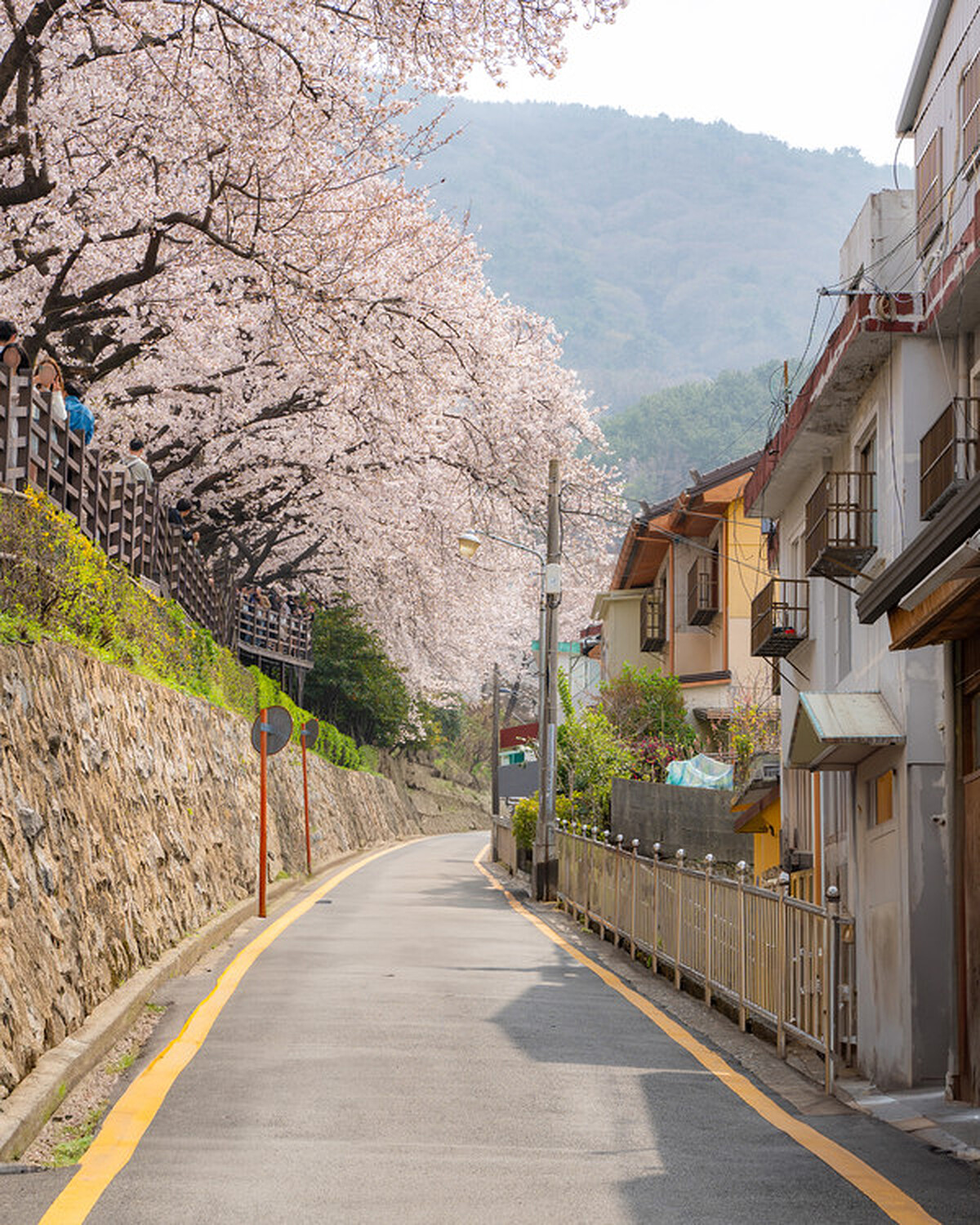 開琴櫻花路(Photo/Smart Tourist Newspaper)