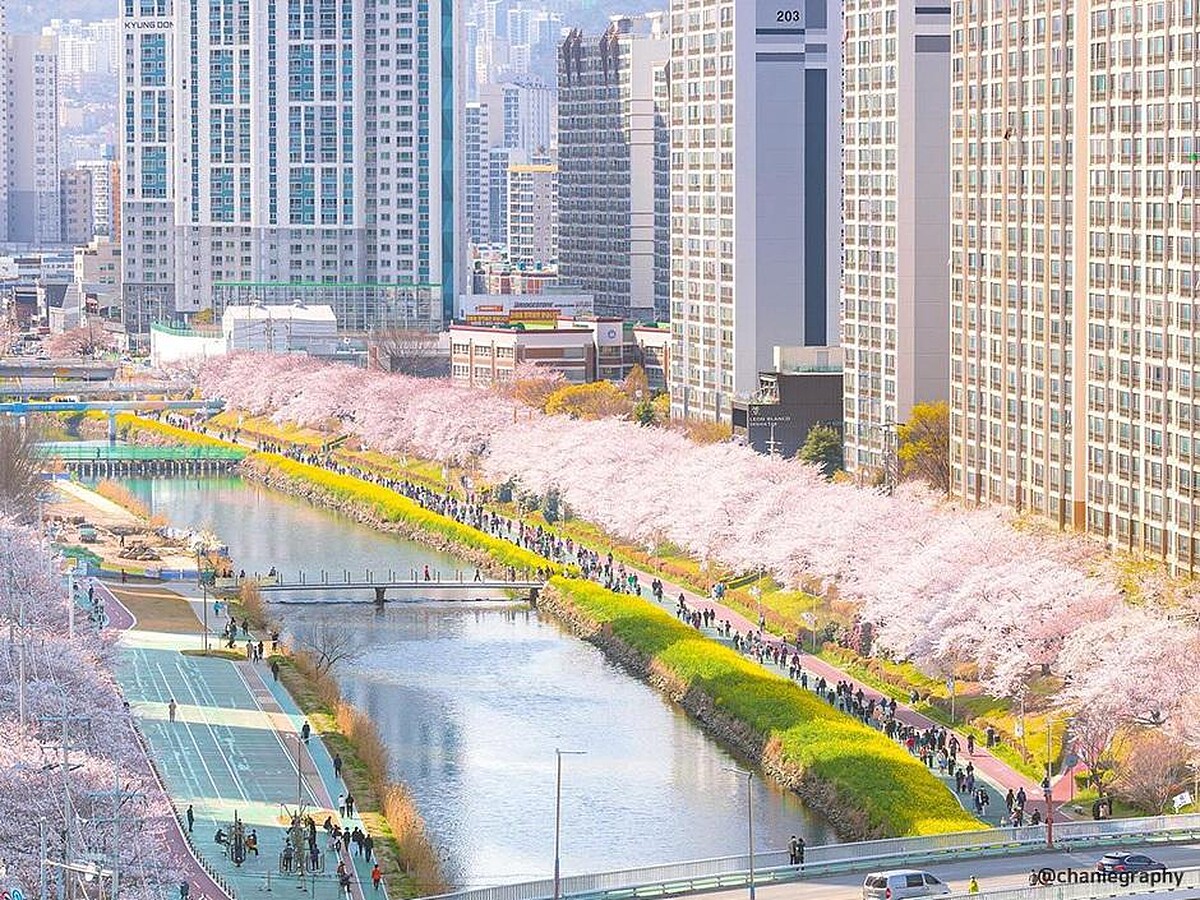 溫泉川櫻花路(Photo/韓國觀光公社)