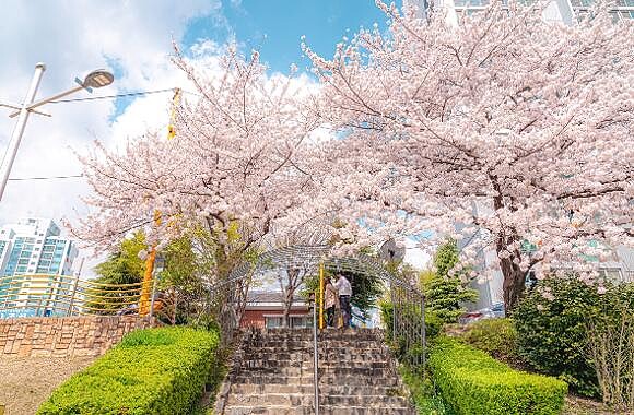 溫泉川櫻花路(Photo/Visit Busan)