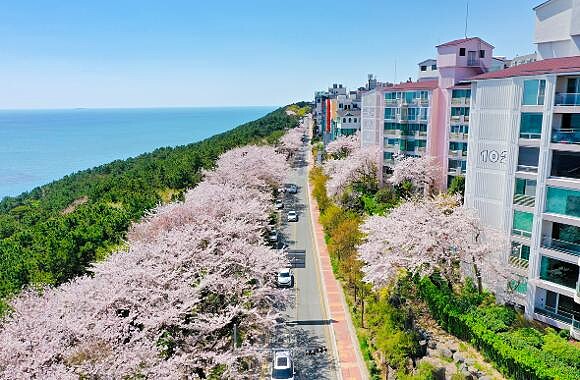海雲台迎月路(Photo/Visit Busan)