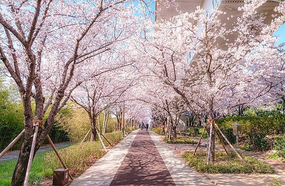 江西洛東江邊30里櫻花路(Photo/Visit Busan)