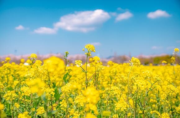 大渚生態公園(Photo/Visit Busan)