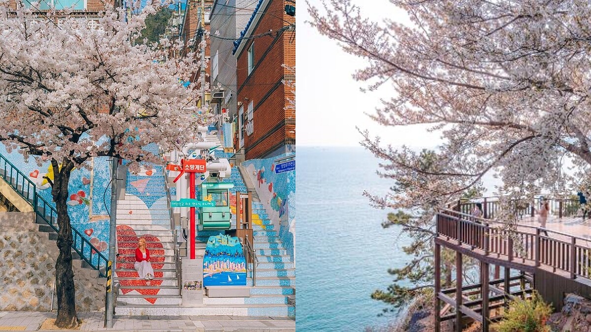 【Julia韓國觀察筆記】釜山櫻花景點10選：最美櫻花路、海景櫻花一次收藏