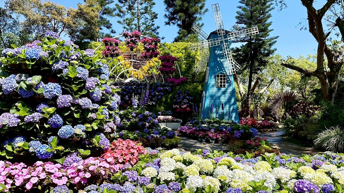 2萬朵繡球花美翻花露農場！荷蘭風車花園、全台唯一繡球花小火車、門票與住宿資訊全攻略