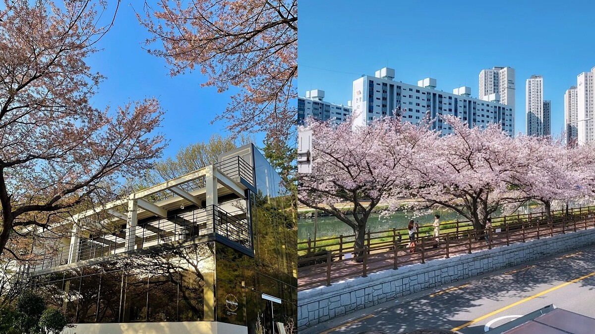 【Julia韓國觀察筆記】春天必去！釜山櫻花景咖啡廳6選