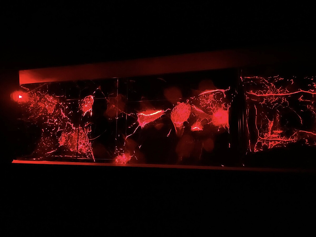 展出作品〈如何将宇宙陷入蛛网？〉｜Melody TU 採访拍摄