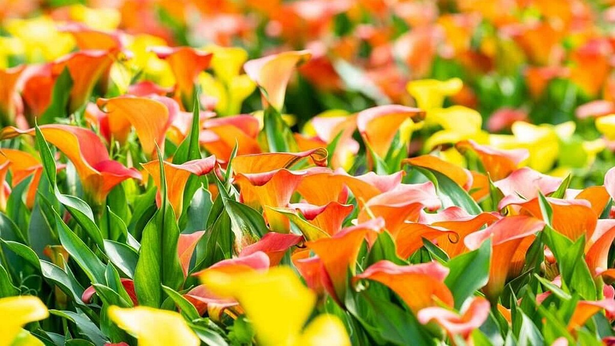 20萬株彩色花海來了！2026桃園彩色海芋季8大打卡點推薦、紫色海芋首度登場，日期、地點、交通全攻略