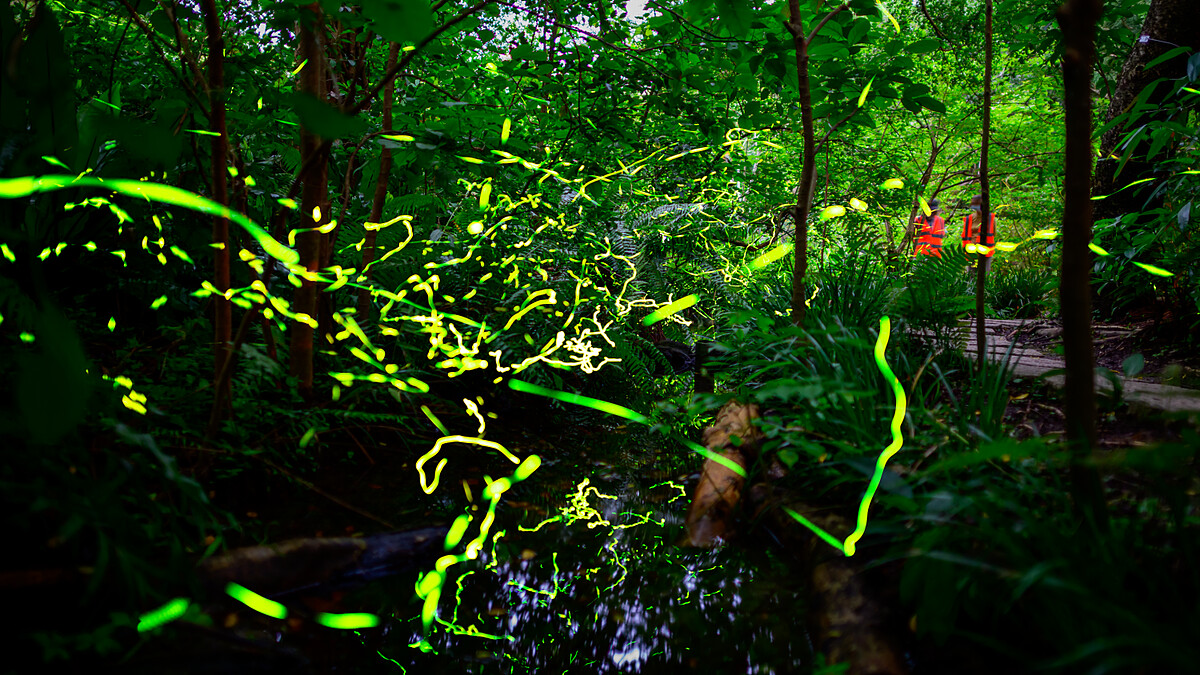 2026台北市螢火蟲季攻略！8大賞螢景點懶人包：4/1開放報名、大安森林公園音樂會、南港茶山秘境交通資訊