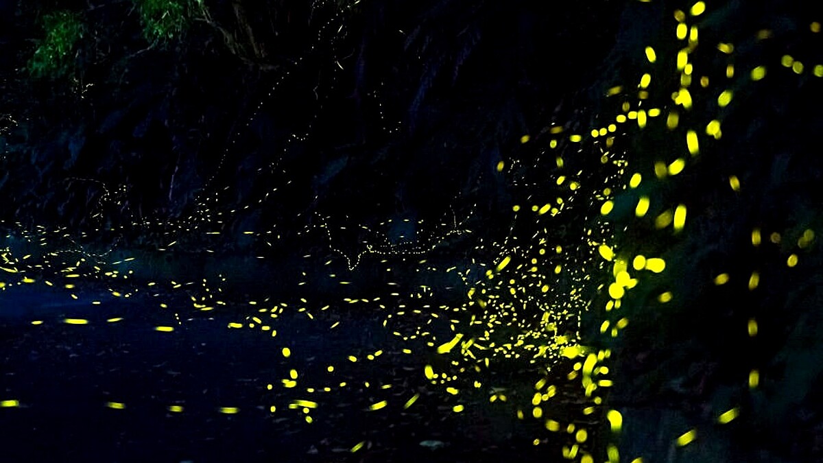 宜蘭30處螢火蟲秘境大公開！2026蘭陽賞螢季攻略：從礁溪步道到冬山農場，4~5月限時螢河美景