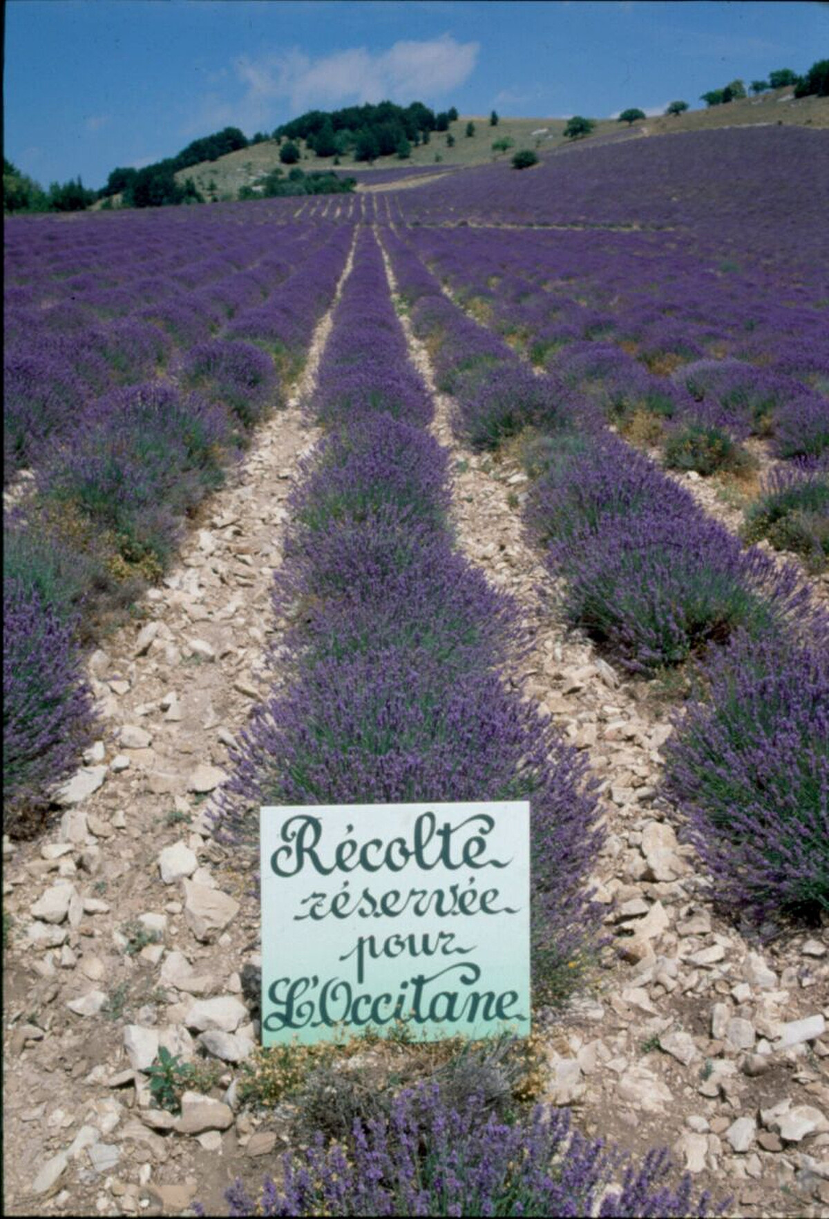 1977年盛夏,第一批為歐舒丹品牌而種下的薰衣草田。