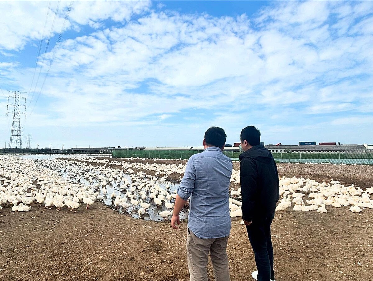 為了得到老鴨，鄔師傅前後等待了兩三年。