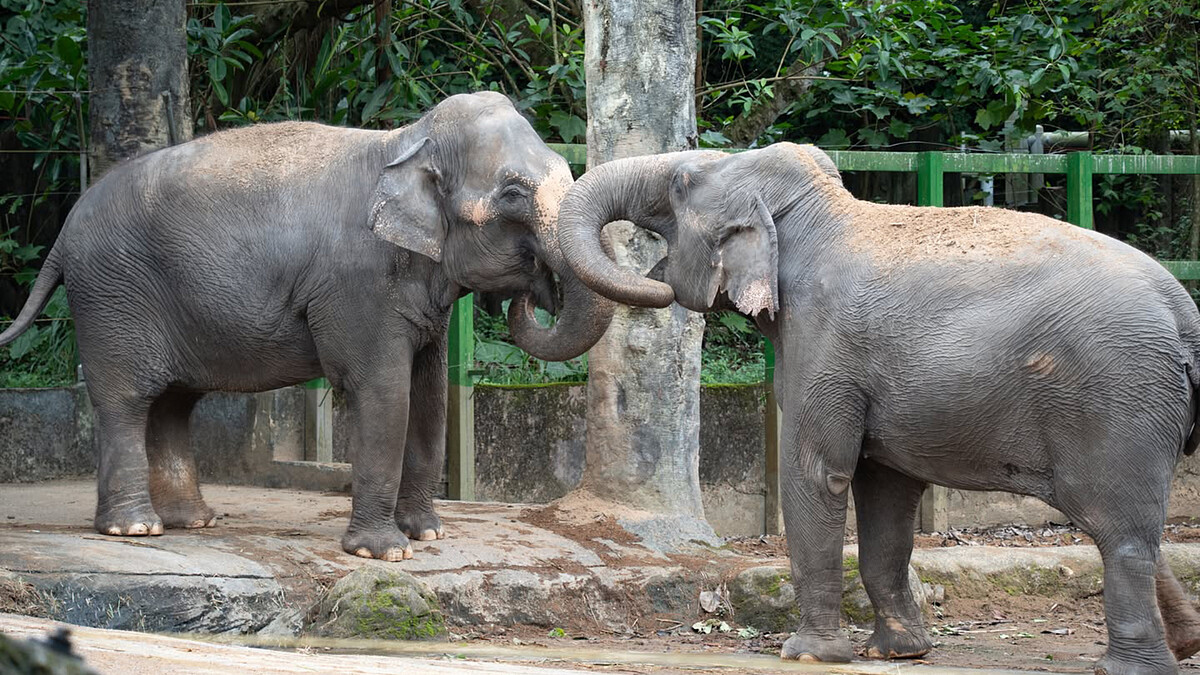 【Threads上紅什麼】臺北市立動物園動物少？真相曝光網友狂讚：亞洲數一數二強