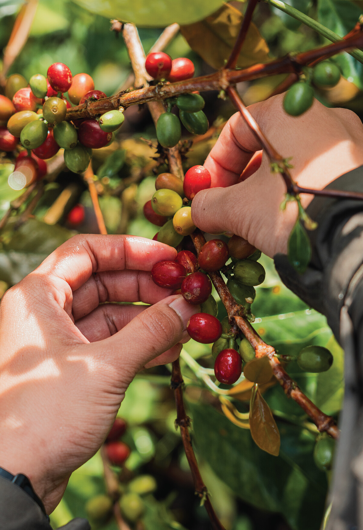 印尼為全球前三大咖啡產國的產地。