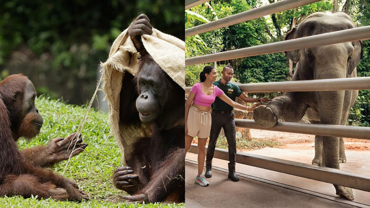 Photo／Mandai Wildlife Reserve