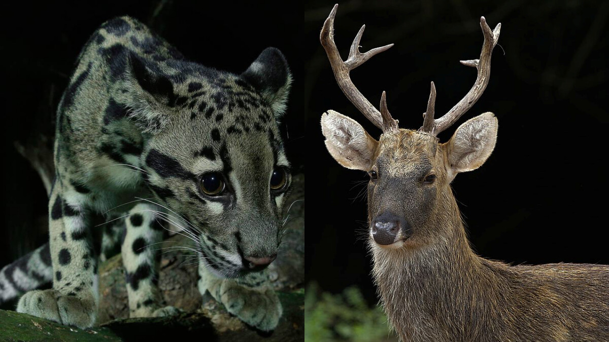 Photo／Mandai Wildlife Reserve