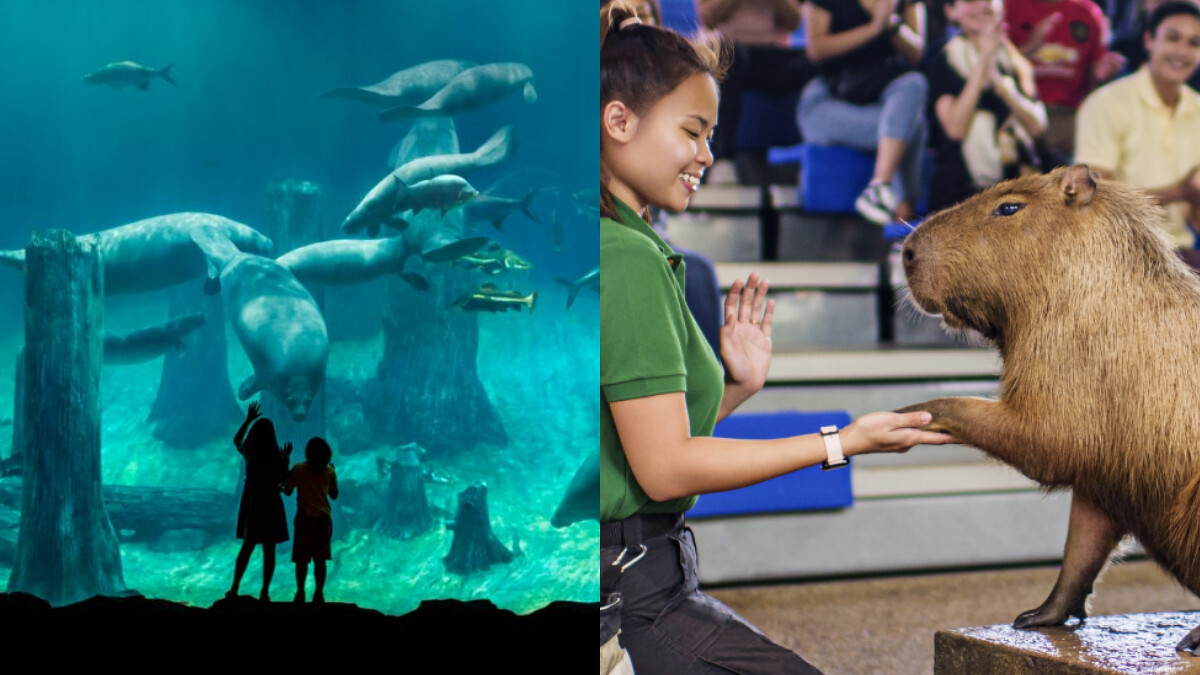 Photo／Mandai Wildlife Reserve