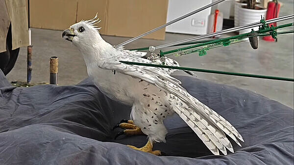 「隼隼」是仿真機械動物，超像真的海東青。