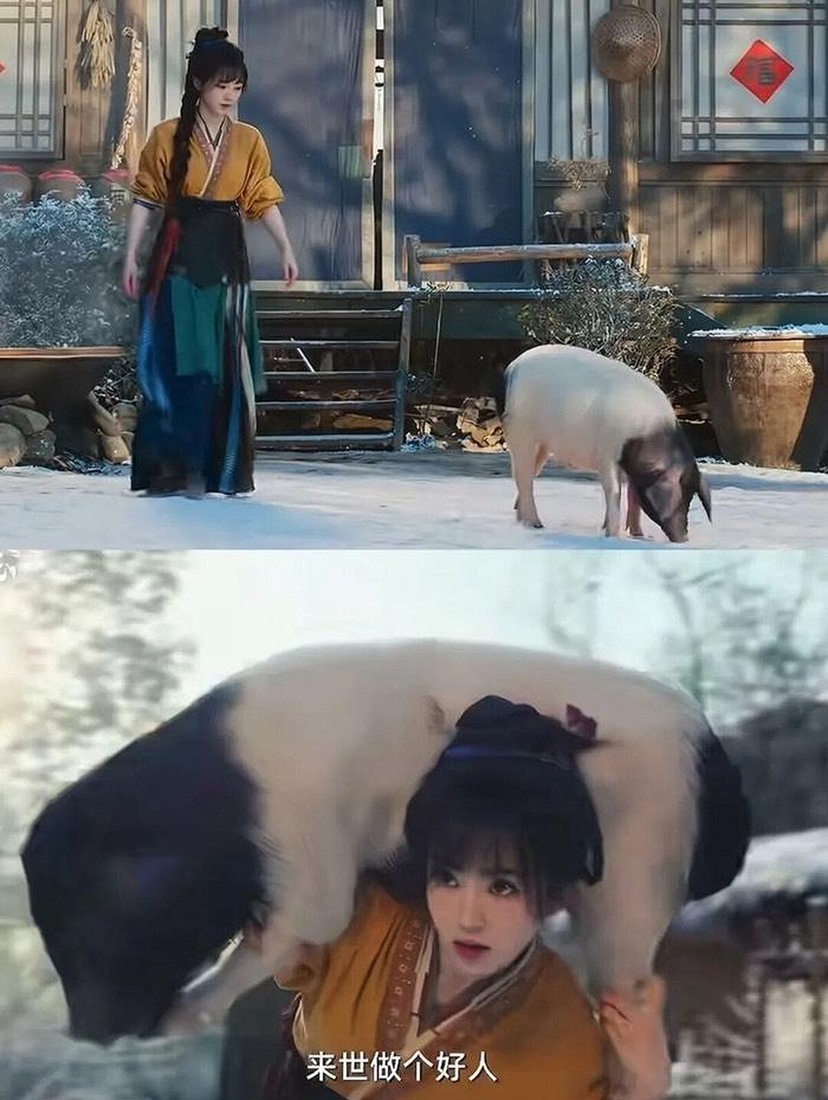 田曦薇劇中扛豬已紅成名場面。