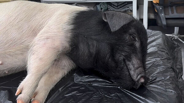 田曦薇扛著仿真機械豬拍戲，後製後的畫面栩栩如生。