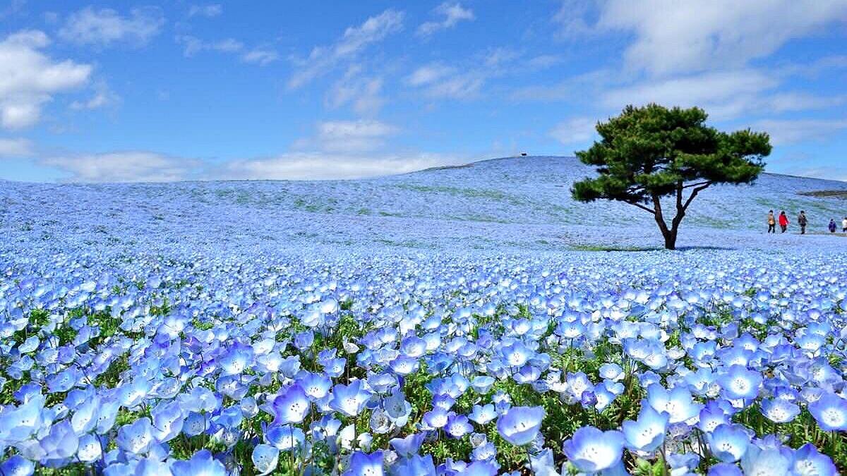 此生必看夢幻藍粉蝶花海！530萬株滿開最佳觀賞期、玩法及交通門票資訊全攻略