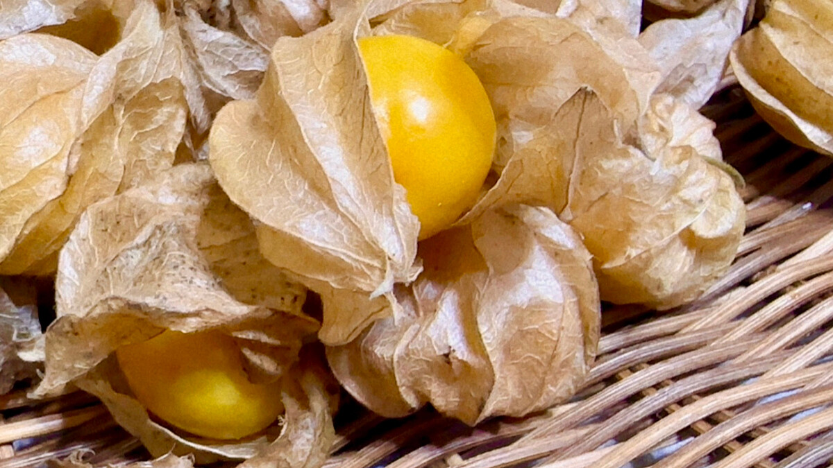 「燈籠果」根本護眼之王！維生素A是蘋果的60倍，是日本名廚御用的神級食材，公開營養翻倍的4種加乘吃法