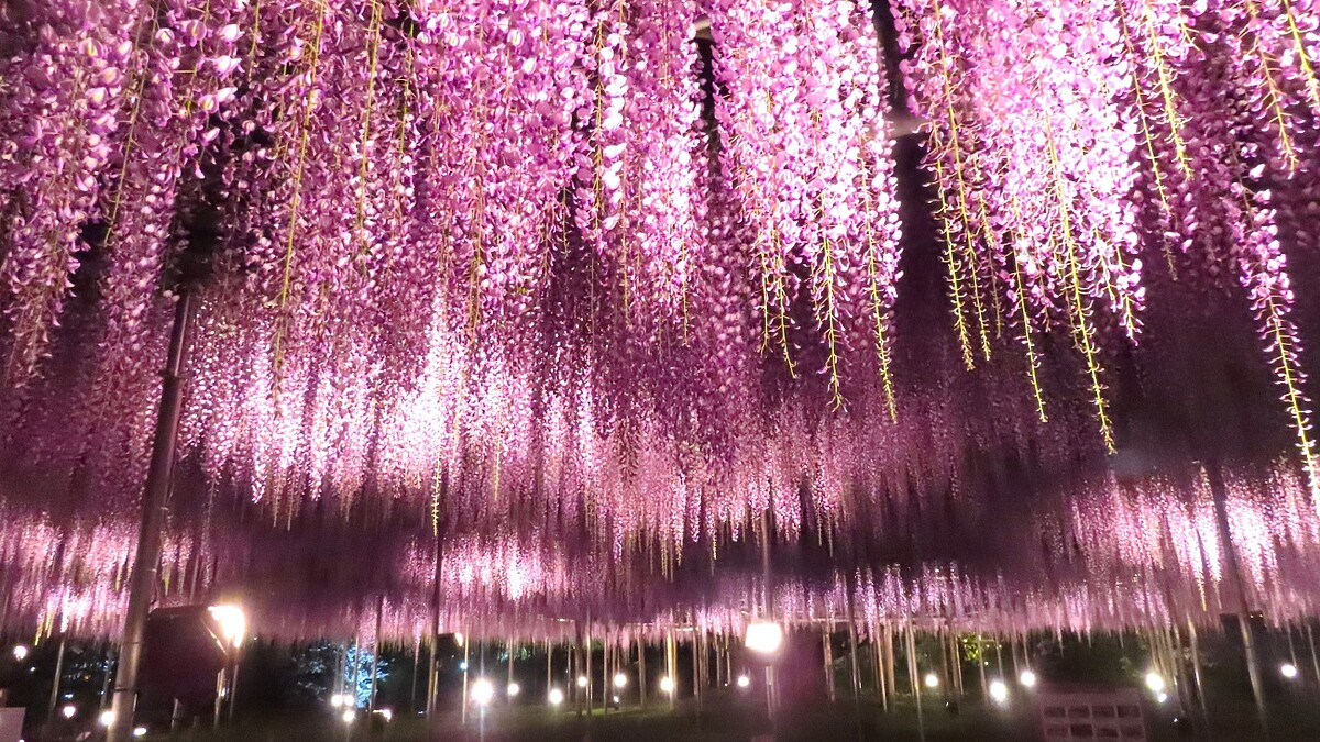 世界10大夢幻景點！160年紫藤花季提前開跑、花期時間與7大必拍點總整理