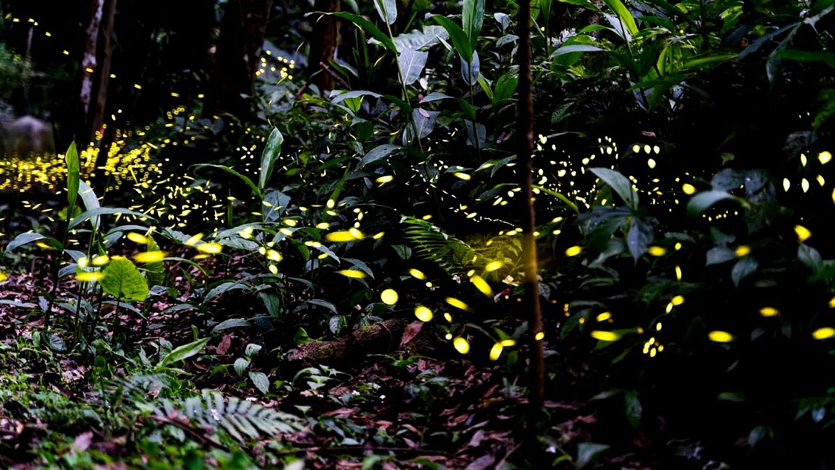 新北螢火蟲秘境多達46處！賞螢地圖大公開，5月上旬達到高峰期、三峽平溪雙溪熱點懶人包