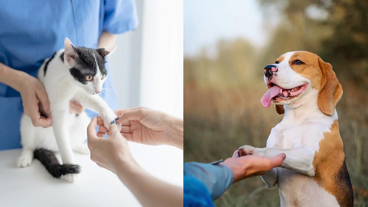 【毛孩研究室】貓狗健康檢查全攻略！健檢項目、頻率與事前準備一次看懂