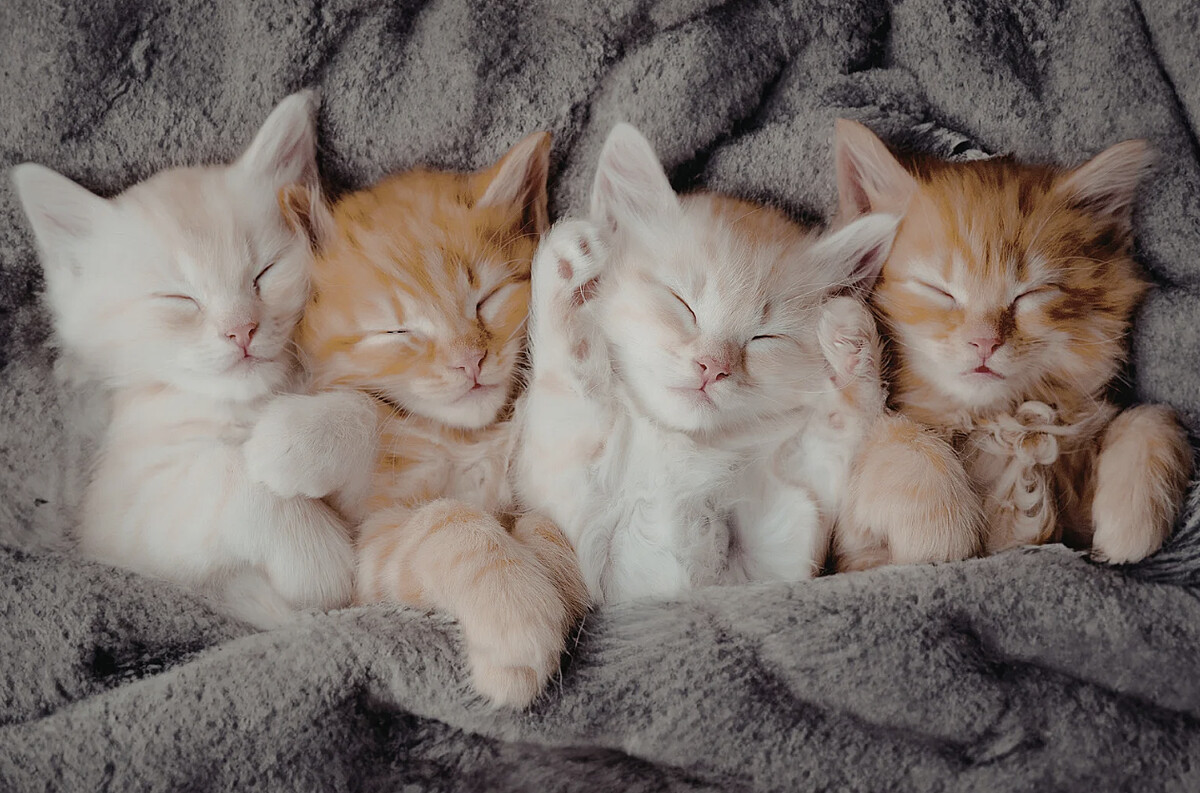 【毛孩研究室】貓咪是在玩還是打架？專家解析「5個感情等級」判斷牠們的真實關係