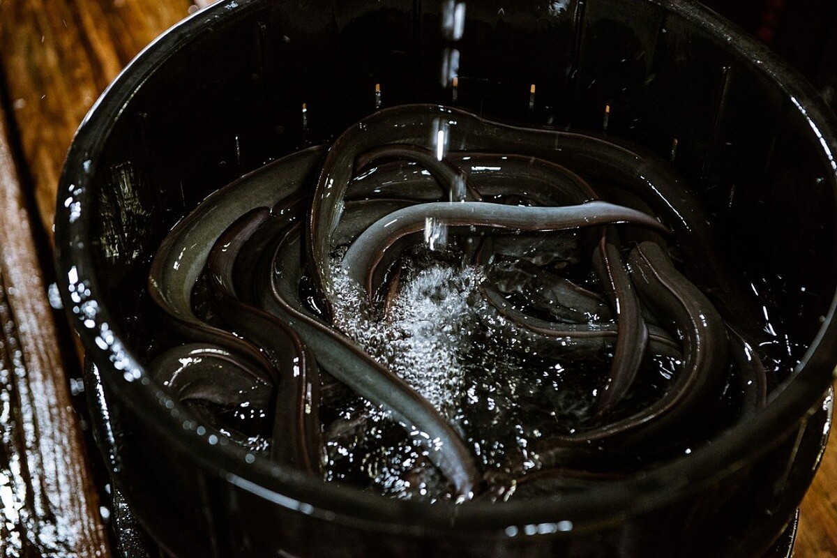 鰻魚分為白鰻（日本鰻）與黑鰻（美洲鰻）兩種。