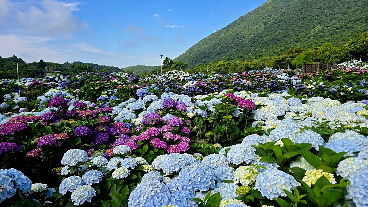 全台最大繡球花海景點！高家繡球花田第三園區2026年花期曝光，上萬坪花毯仙氣爆棚