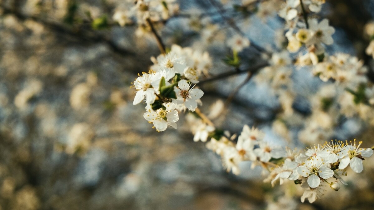 柯勒諾瓦莊園La Colle Noire情境圖。
