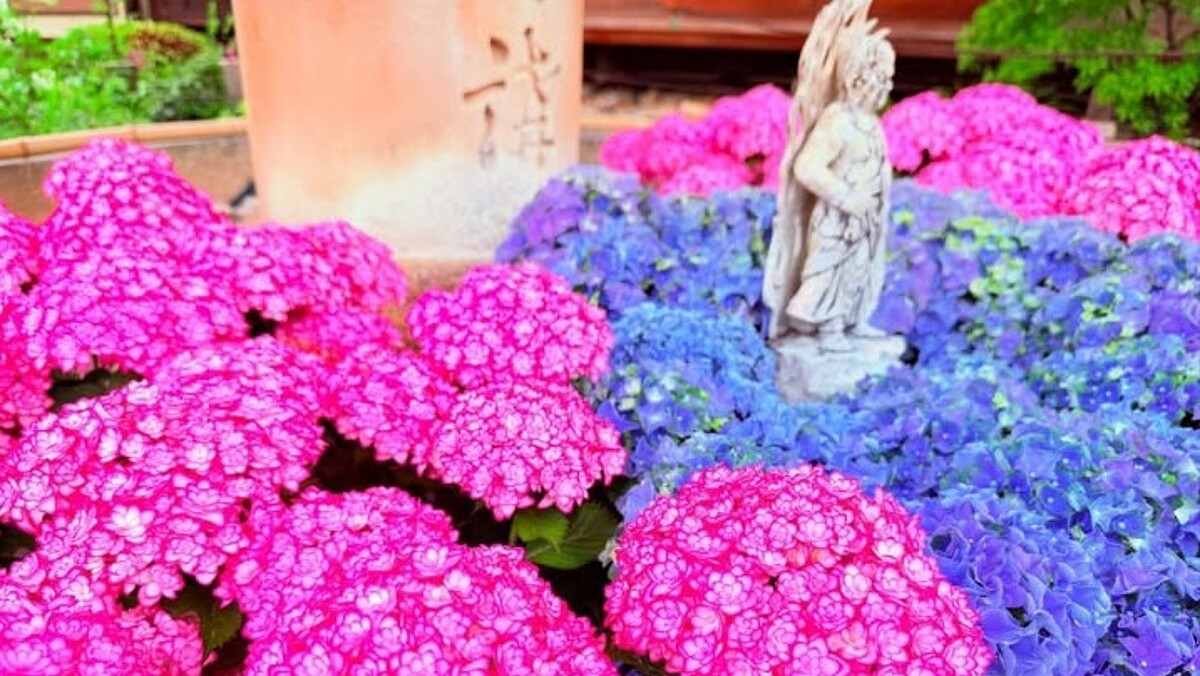 關西最大繡球花海！京都三室戶寺2萬朵繡球花夢幻綻放，2026最佳觀賞花期、交通參拜全攻略