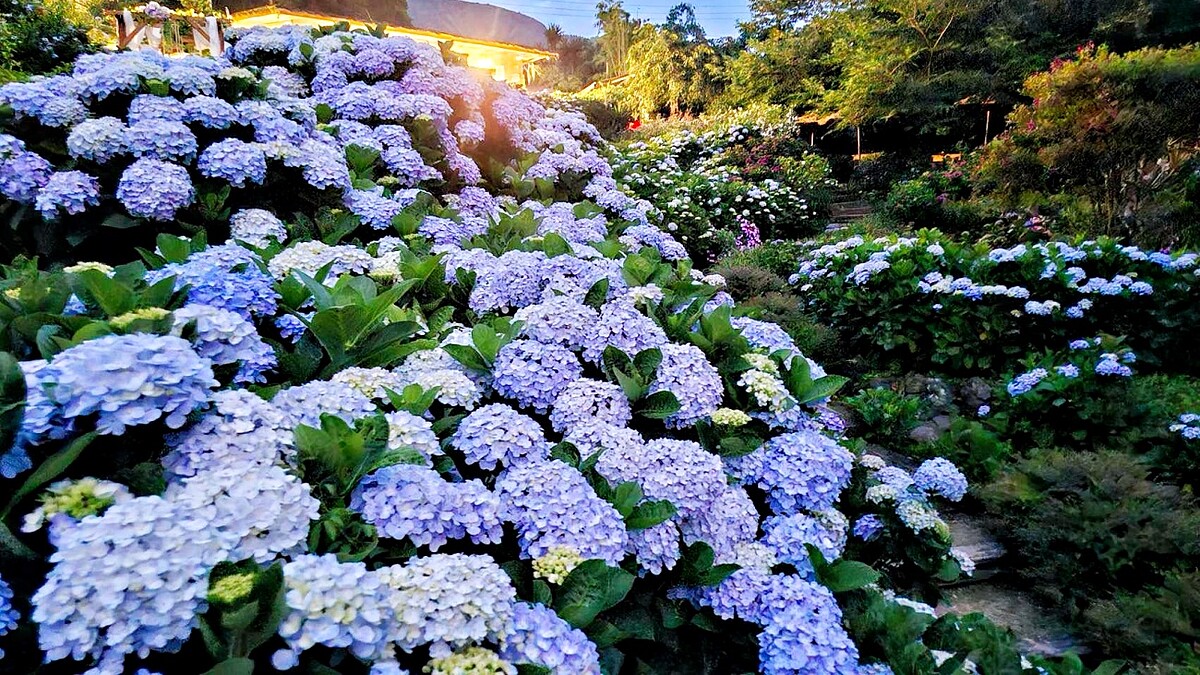 2026繡球花季開跑！全台10大夢幻花海盤點，收藏初夏限定最美風景