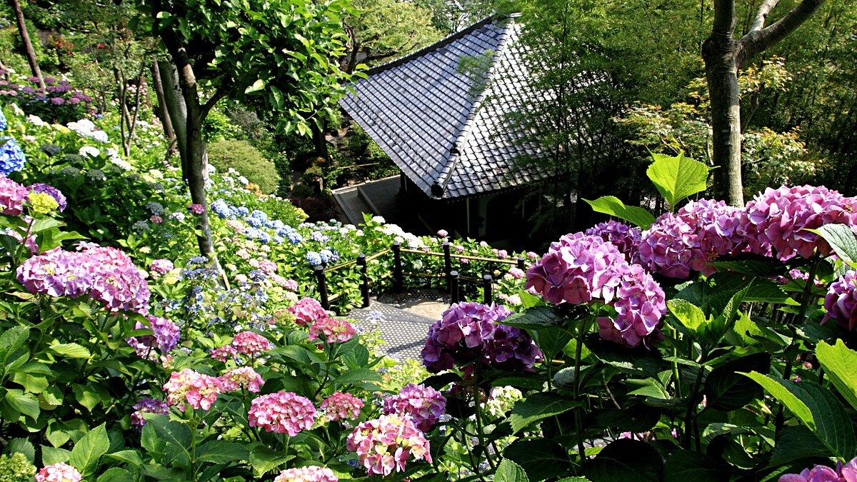 東京繡球花秘境！鎌倉長谷寺2500株藍紫色花海登場，絕美紫陽花小路、6月限定氣泡飲等朝聖全攻略