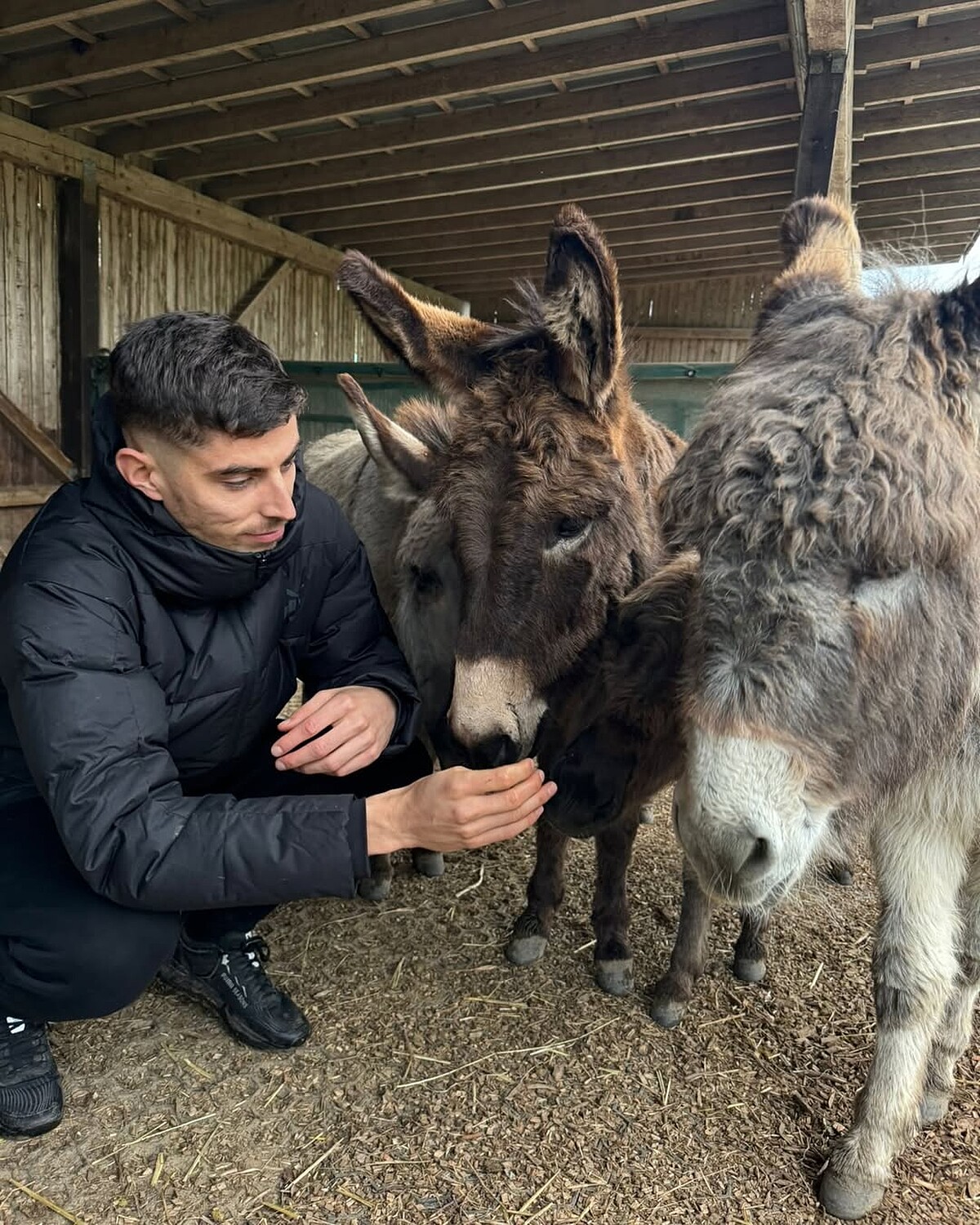 Kai Havertz 下場後,最心心念念的就是他的愛驢。