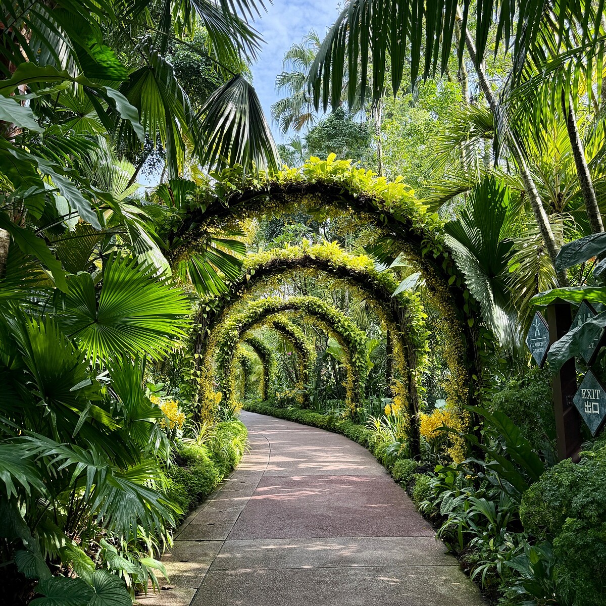 新加坡植物園景色