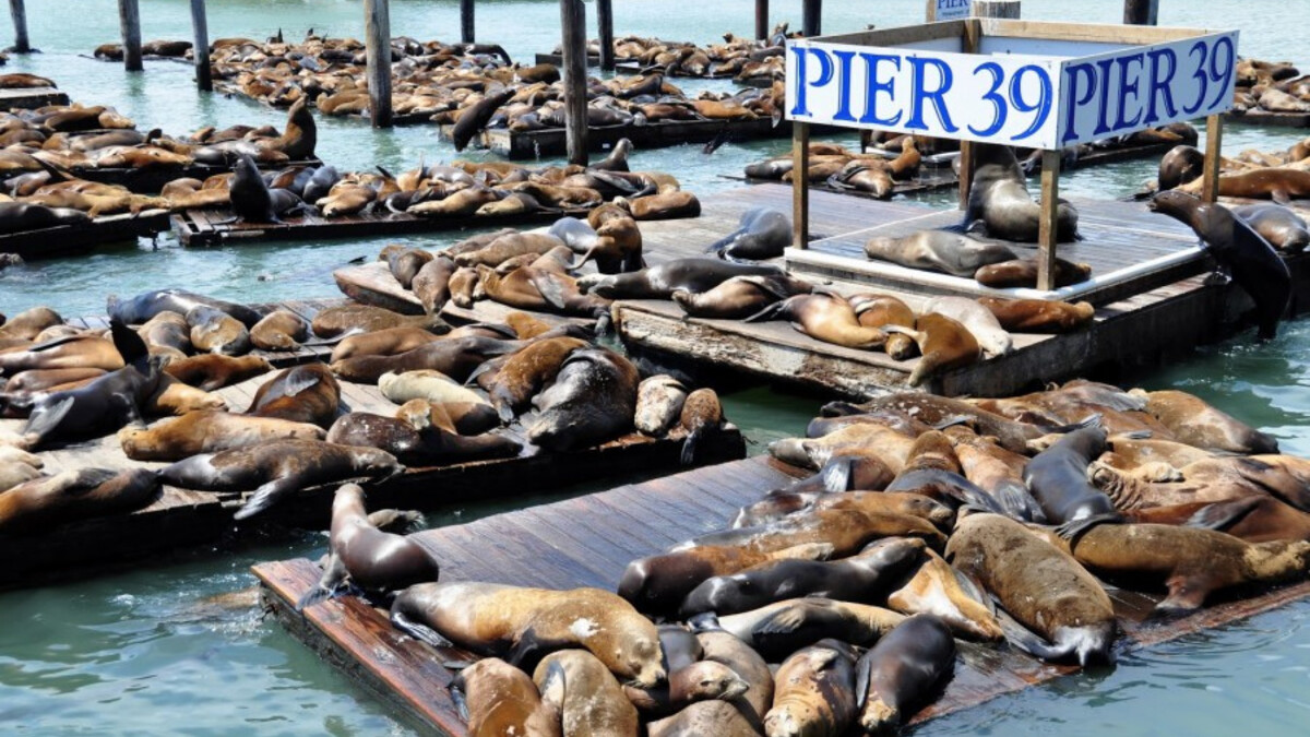 漁人碼頭 Fisherman’s Wharf