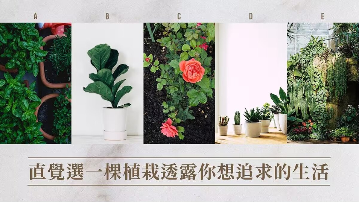 神準心理測驗|植栽5選1,讓大自然進入日常,測測你想追求的生活