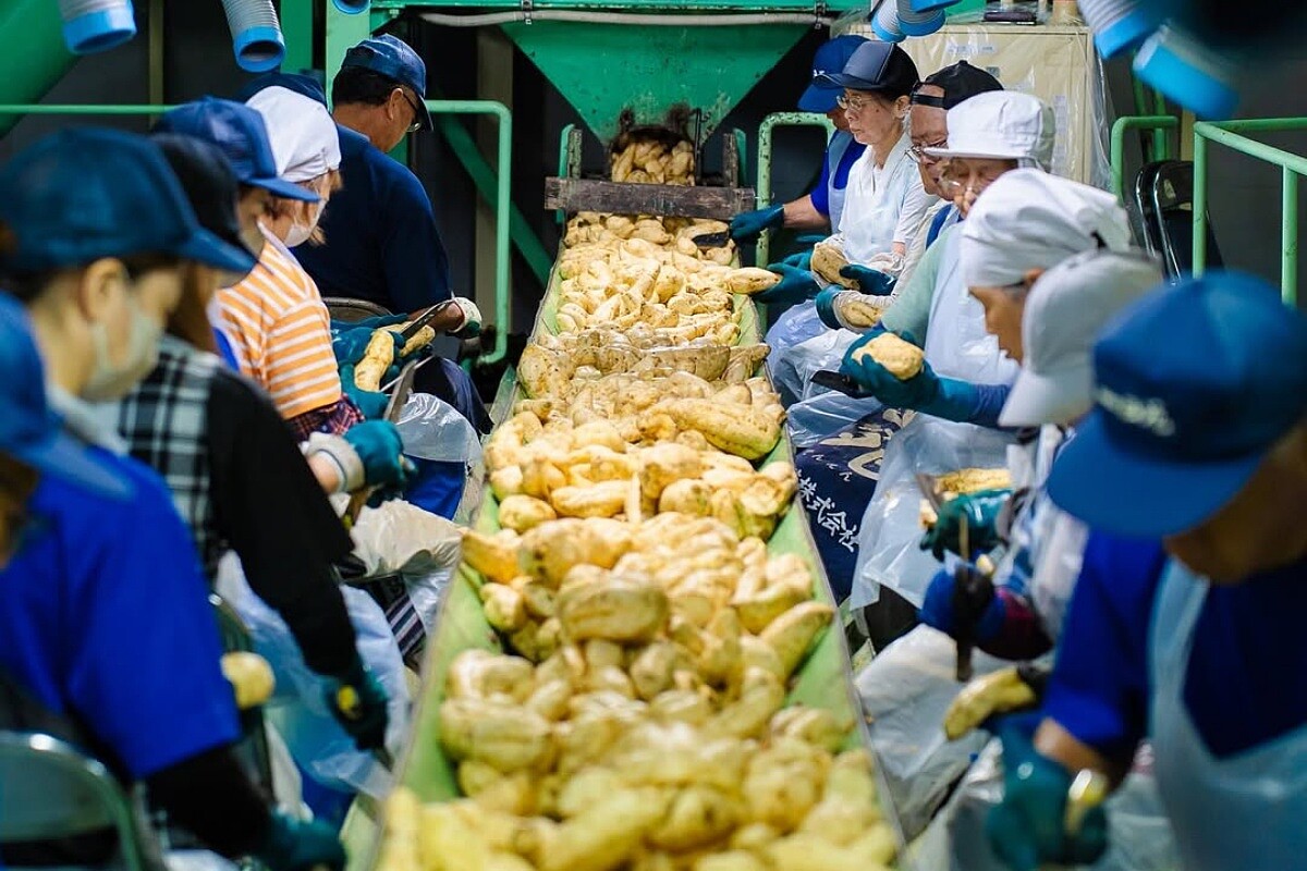 鹿兒島的氣候、土壤都適合種植薩摩芋。