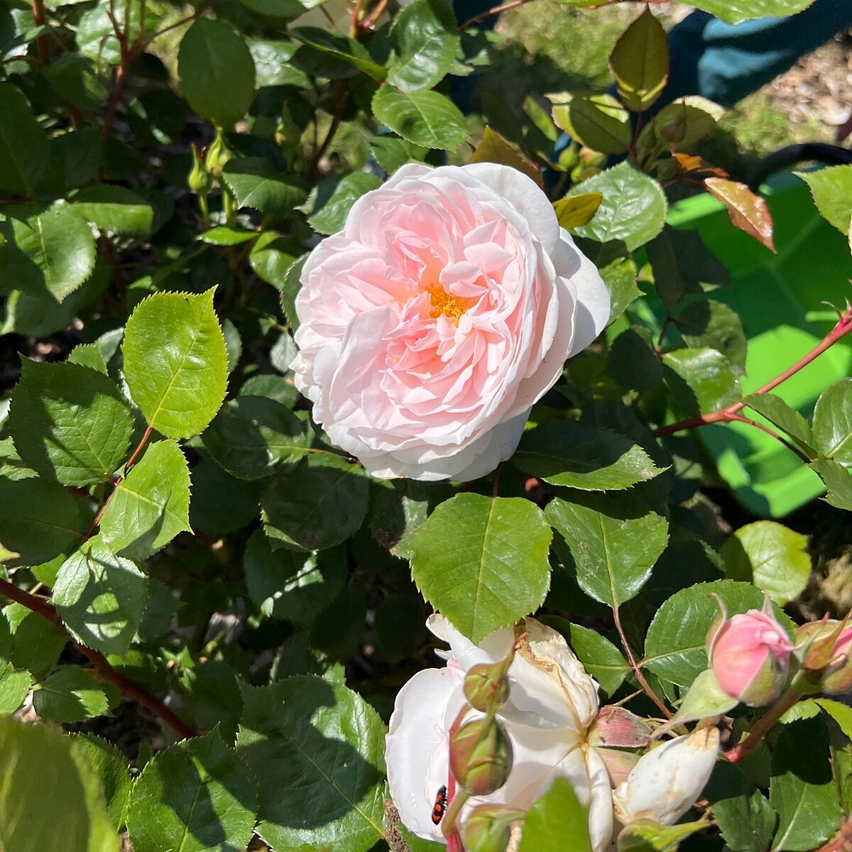 去年我曾造訪迪奧玫瑰花園,當時拍下的岡維拉玫瑰。