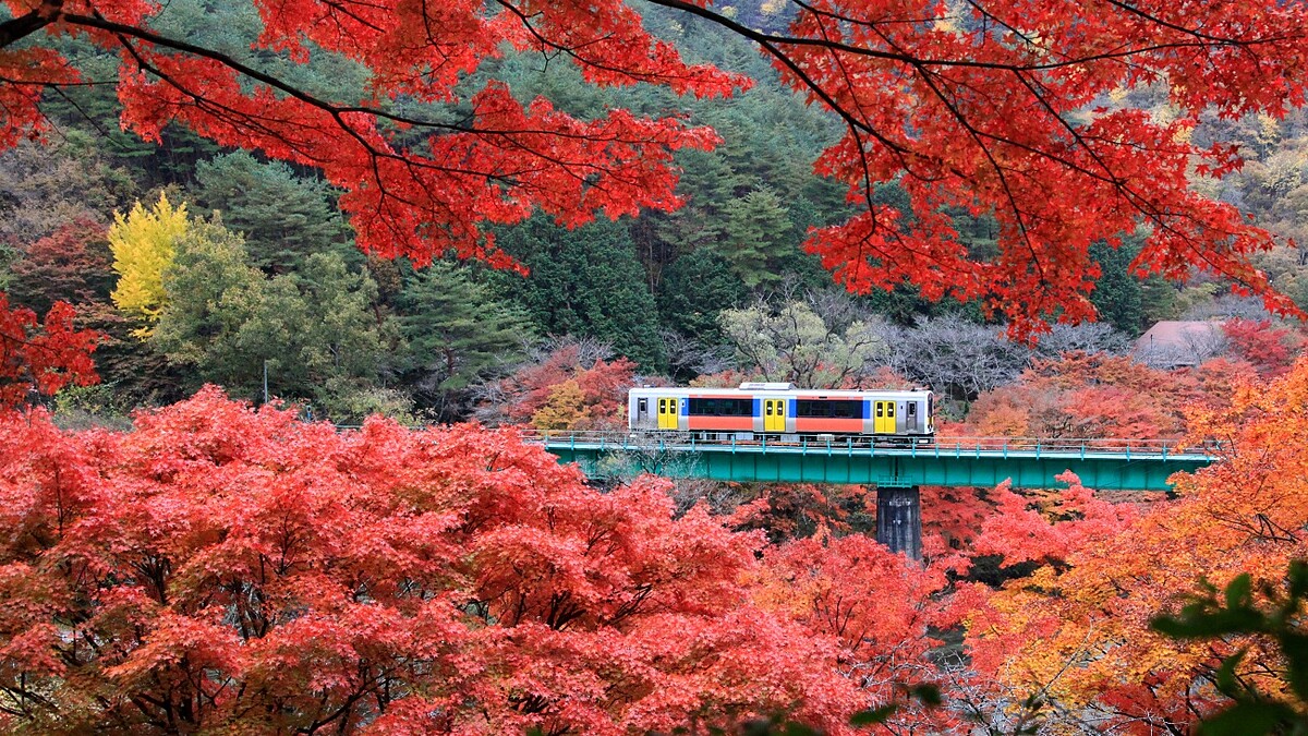 2026日本楓葉、銀杏最佳觀賞日期！東京11/29、京都12/11，札幌及長野延後9天以上
