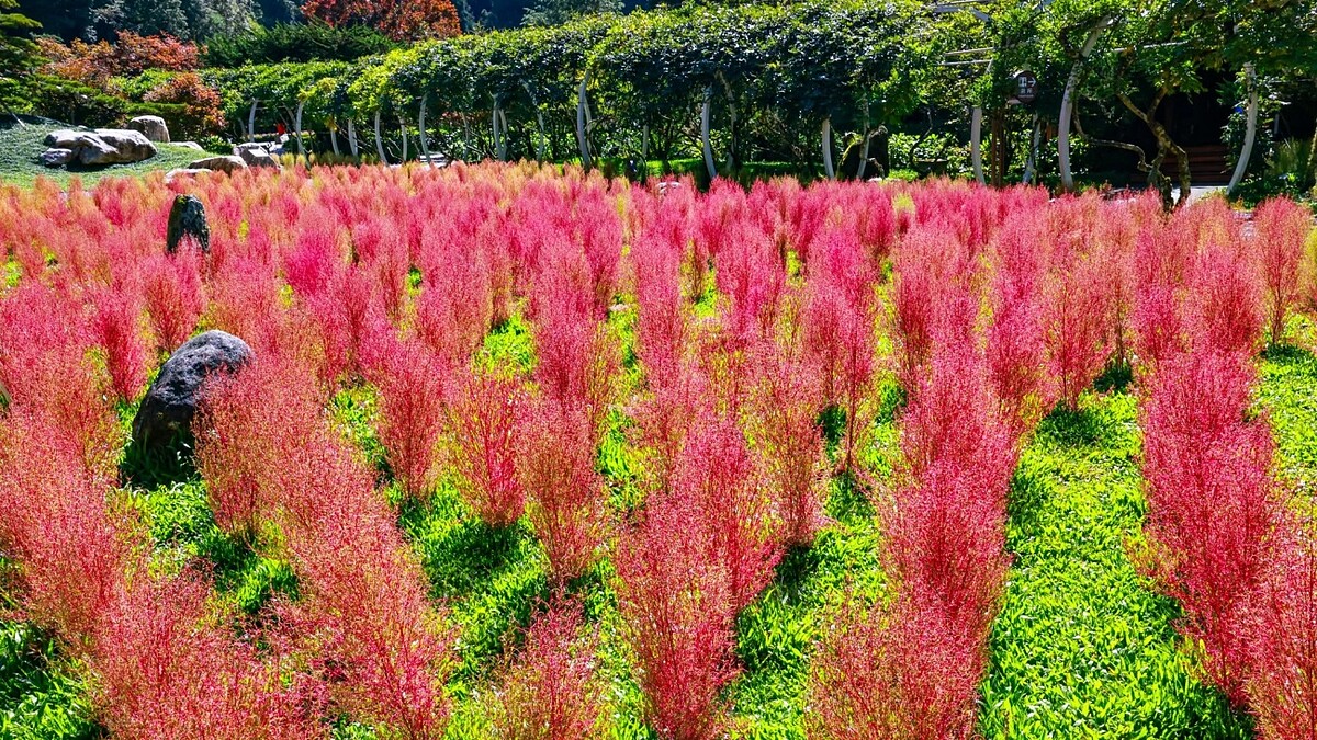 杉林溪「療癒波波草」正轉紅！6000顆抹茶小丸子變身嫣紅花海，秋季限定賞花美景全攻略