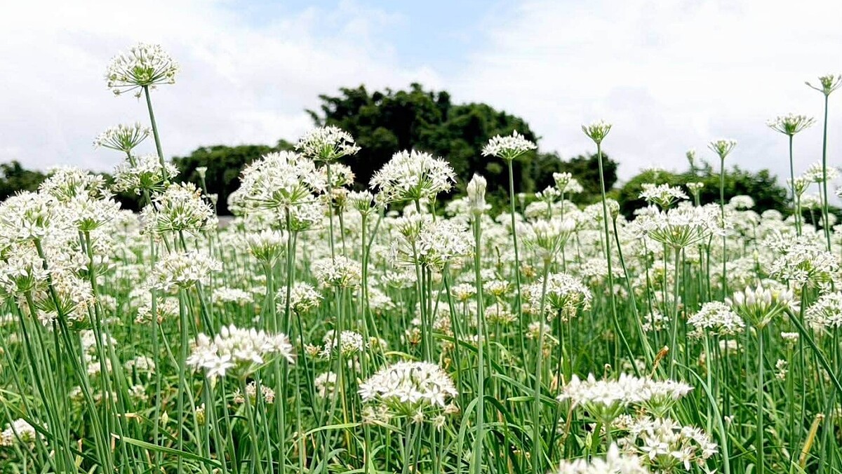 桃園大溪「九月雪」夢幻盛開！5大韭菜花田花況達9成，花期限定9天、10款創意韭菜料理必吃