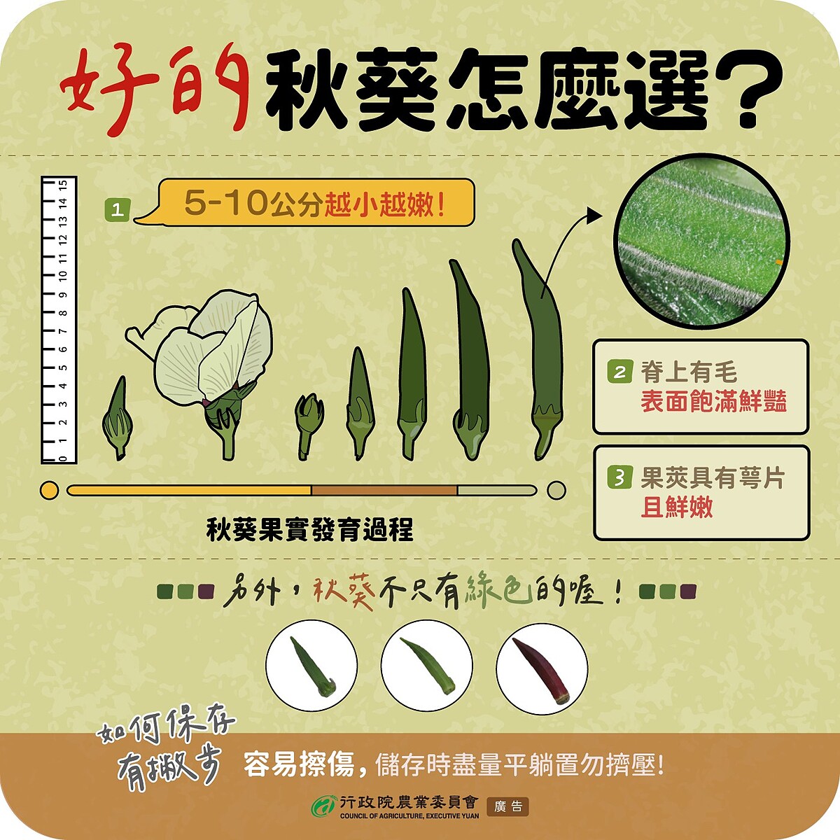 秋葵怎麼挑選? Photo/農業部食農教育資訊整合平台