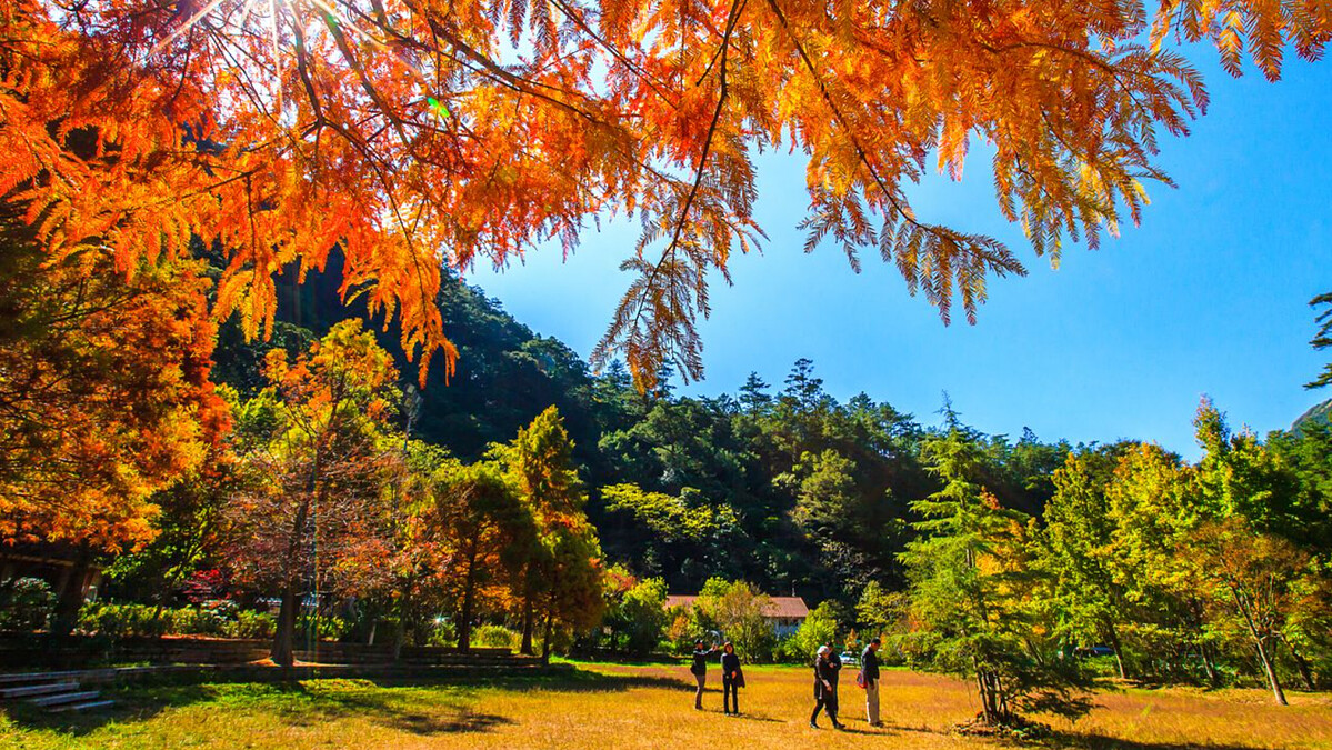 武陵農場秋天不只楓葉！2026「秋季4大美景」曝光，銀杏、杭菊、紫色花海迷人綻放