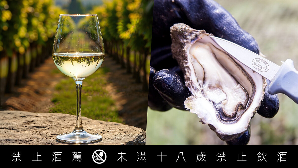 吃生蠔為什麼要配白酒?慕珀緹酒莊、More/Less聯手揭開夏布利1.5億年前的海底祕密